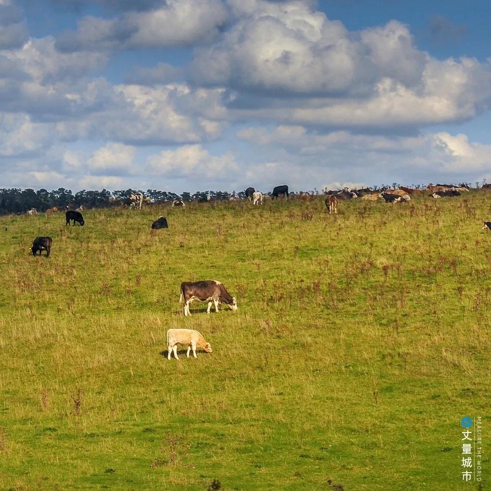 5.16国际牛奶日,每天一杯牛奶强壮中国人