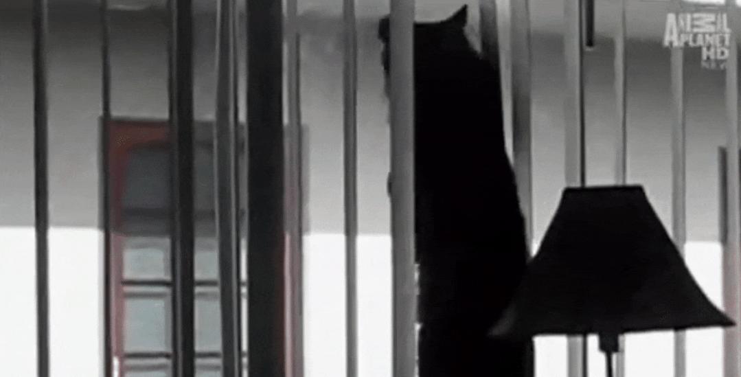 猫为什么总凶别人,猫为什么凶新来家的小猫