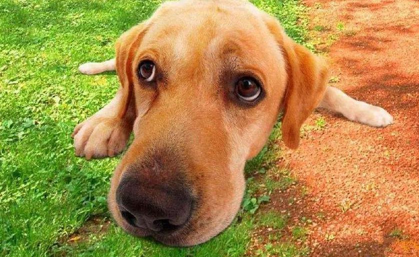 狗狗拆家屡教不改反而更过分,狗狗拆家最简单方法