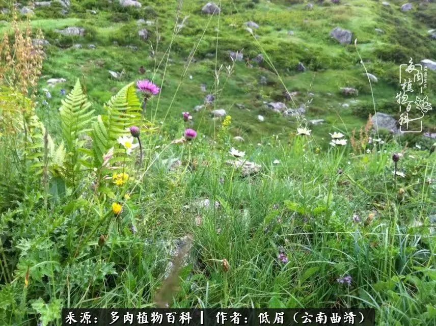 多肉看多了审美疲劳,今晚上点不一样的野味