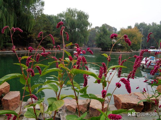 红蓼草做酒曲,没有老酒曲怎样用辣蓼草做酒曲