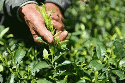 如何挑选西湖龙井茶,西湖龙井茶多少一斤