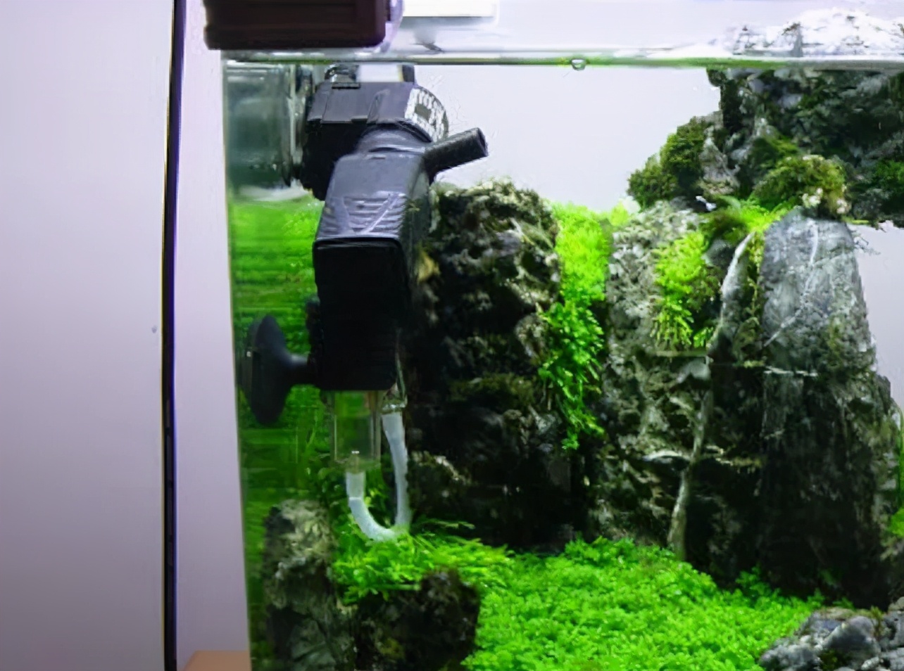 这个小缸太厉害了，佩服作者的养功