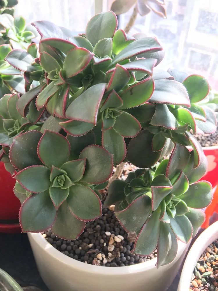 2021牛转乾坤砥砺前行,2021年牛转乾坤时来运转