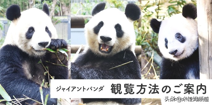 第一次出国亲子游一定要选这里！7天6晚东京自由行全攻略