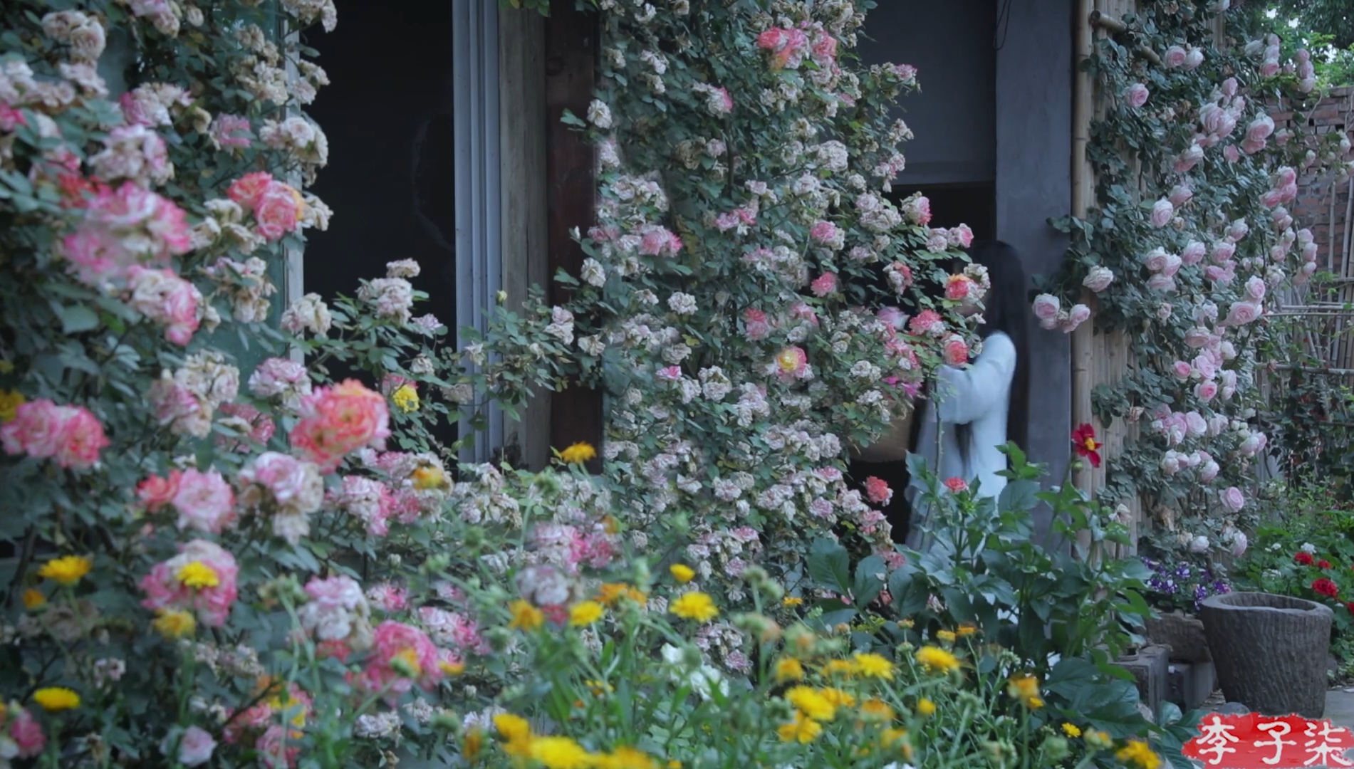 李子柒茶文化视频,李子柒视频中用的茶壶