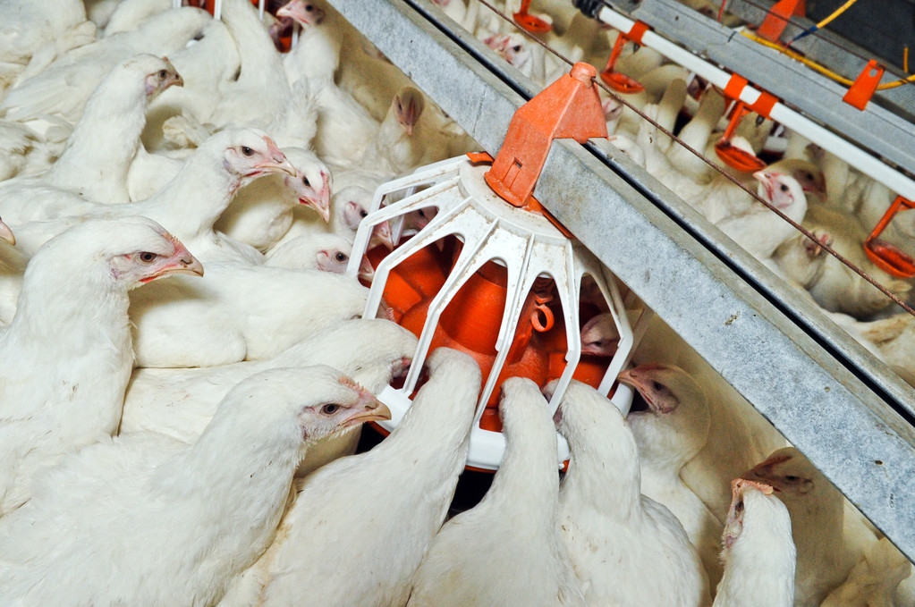 今年养鸡价格一直低是为什么,鸡价不便宜为什么养鸡赔钱