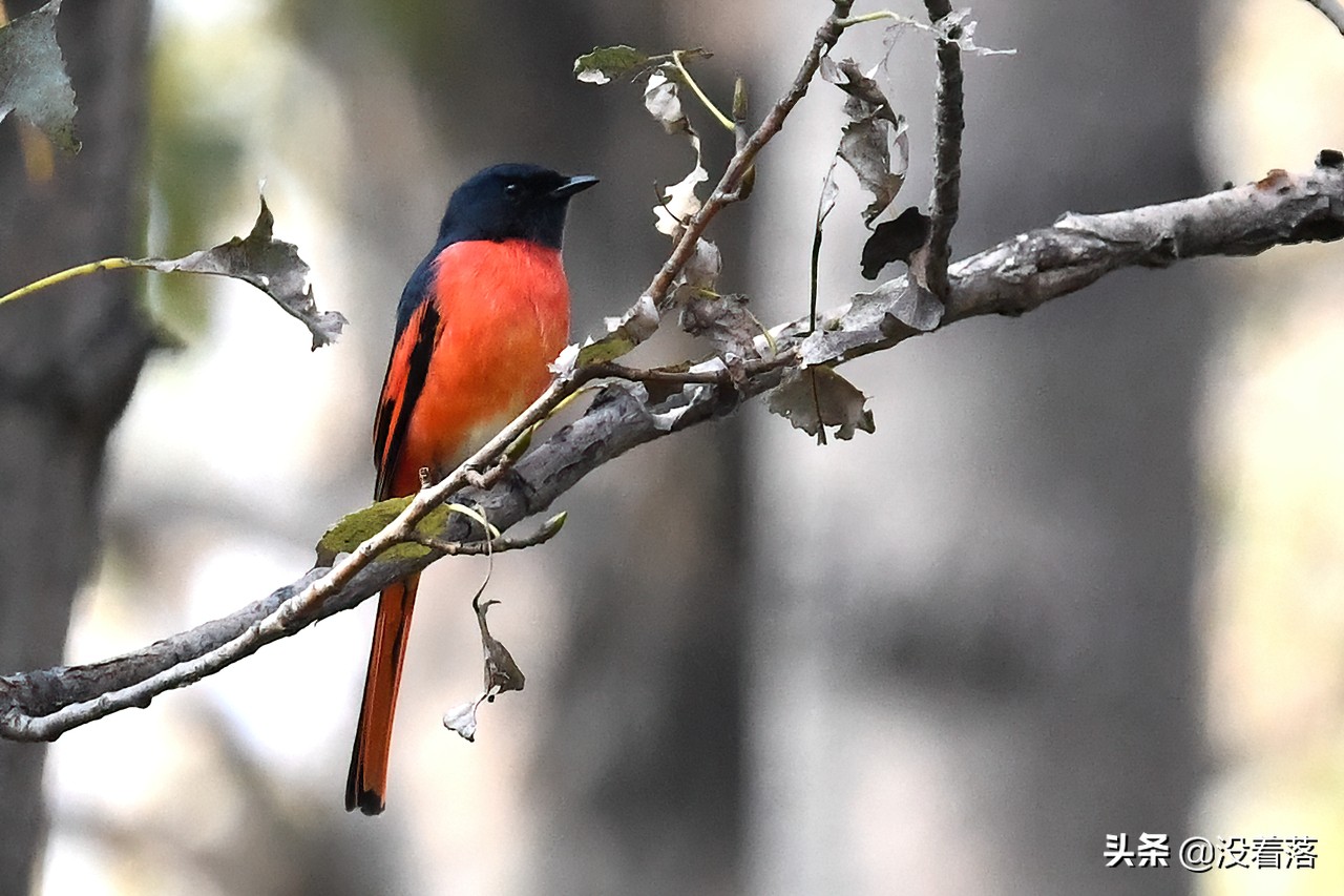 「10.13」北京沙河观鸟日记：收获长尾山椒鸟与中华攀雀