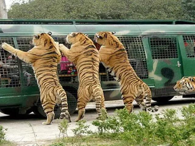 哪个动物园可以和动物亲密接触,野生动物园近距离接触动物感触