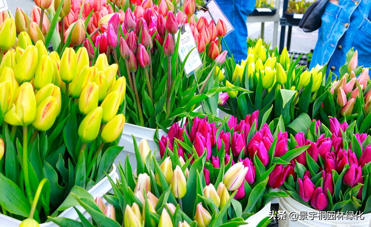 花卉种子在哪里买比较好,哪里有卖各种花卉种子