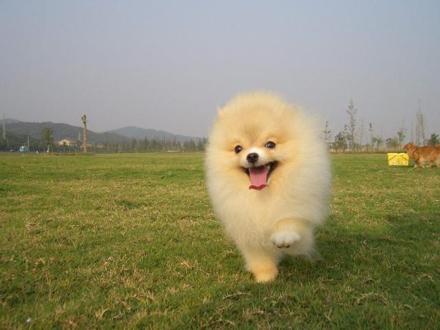 在养宠物之前要做什么,在养狗之前慎重考虑