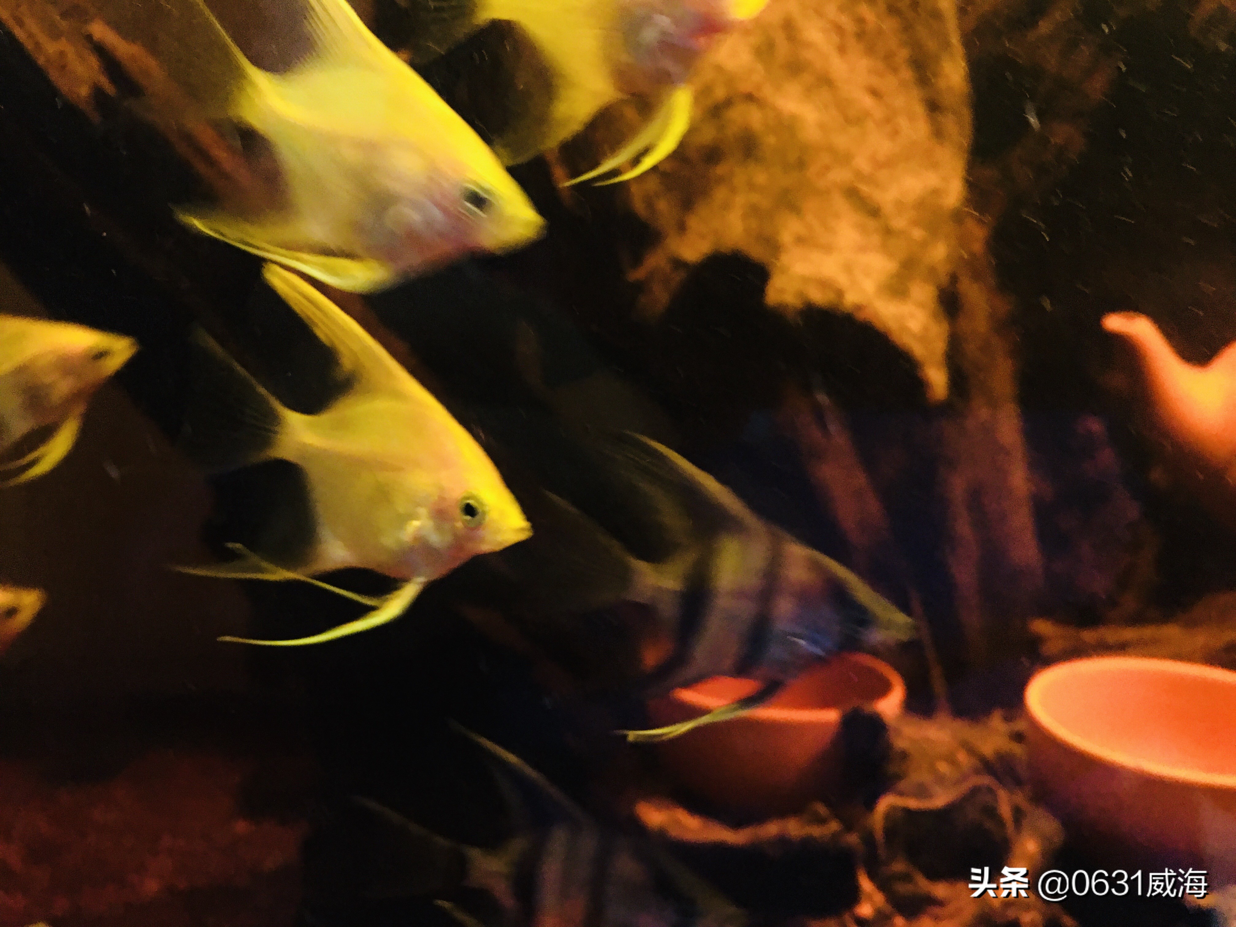 沉木水草缸如何解决黄水,水草缸的黄水可以用什么过滤