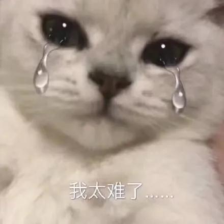 给我家猫新交了一个嘚瑟的朋友,我家猫送亲戚了准备再养一只猫
