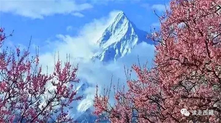 【走*藏西**】羌纳，绿色的海洋