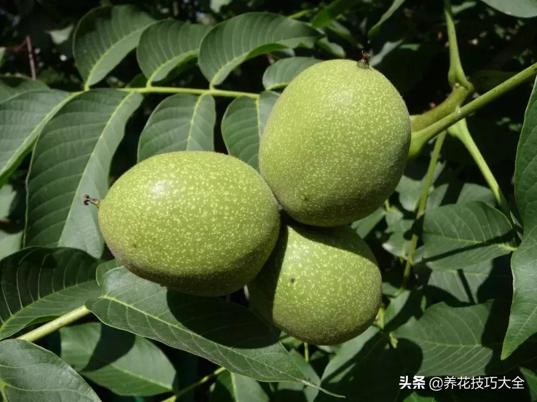 吃个核桃把手镯弄断了,吃个核桃把手弄破了