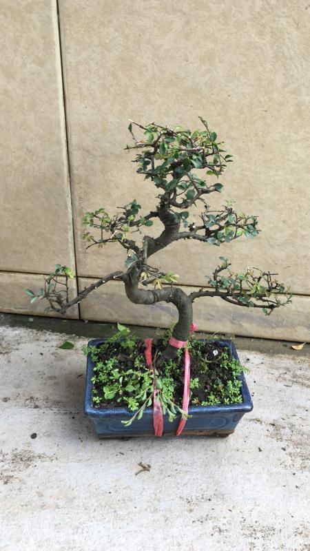 苹果盆景修剪技巧图解,新手也能学会的修剪盆景技巧