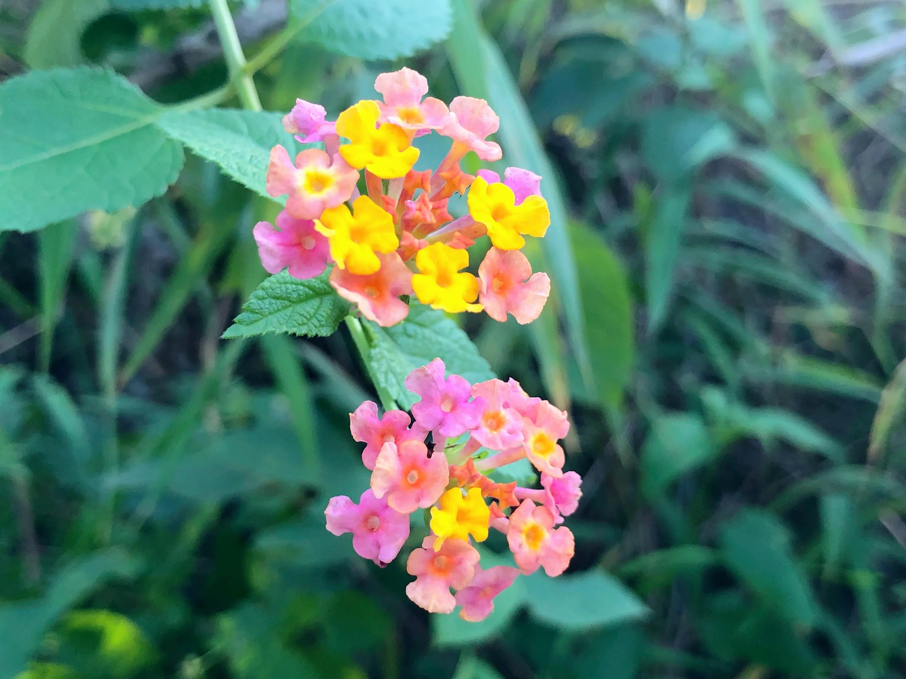 娣卞北鑰佹灄閲庤彍妞嶇墿,鍘诲璁垮北闂寸殑閲庣敓鏈崏妞嶇墿