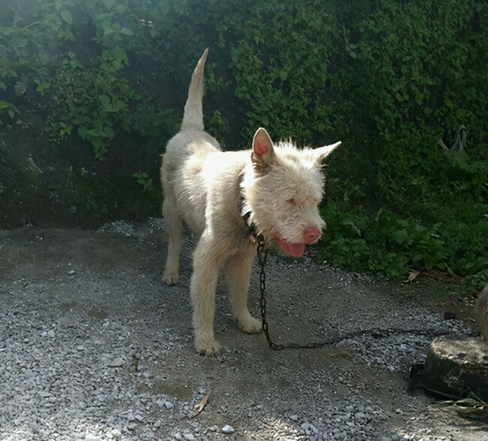 世界名犬下司犬的前世今生,贵州下司犬为什么是世界名犬