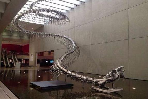 中国发现最大的蛇到底有多大,世界上最大的蛇究竟有多大