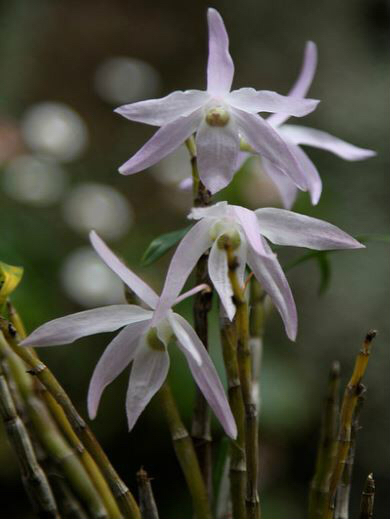 中药材铜丝草,中药材绶草