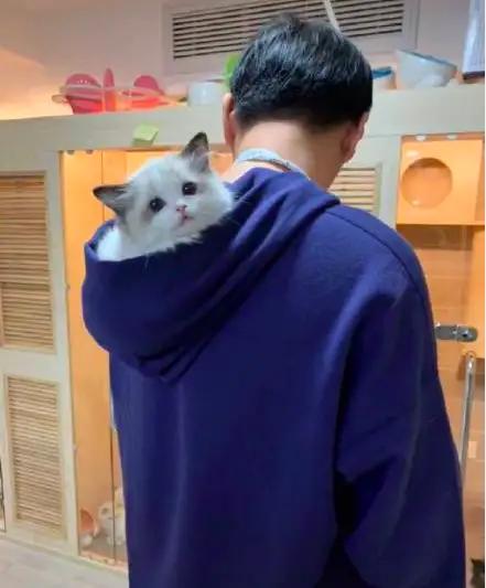 王思聪的宠物柯尔鸭,王思聪宠物猫咪