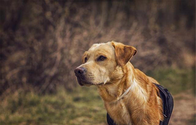 拉布拉多犬的优缺点及危害,拉布拉多犬五大缺点