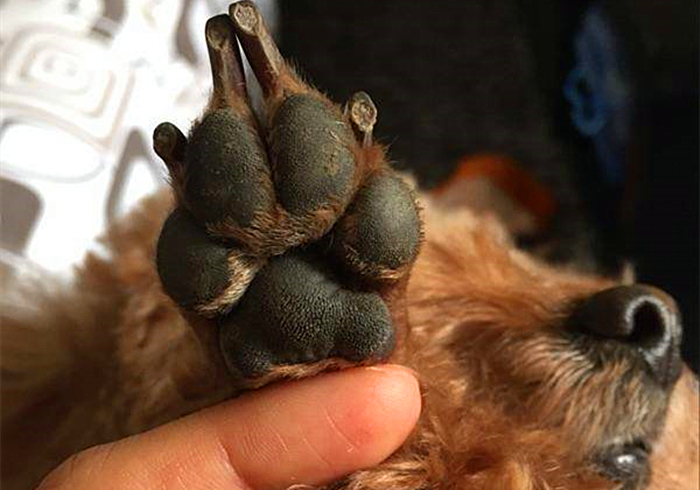 狗狗脚趾真菌感染怎样治疗,狗狗真菌感染怎么预防