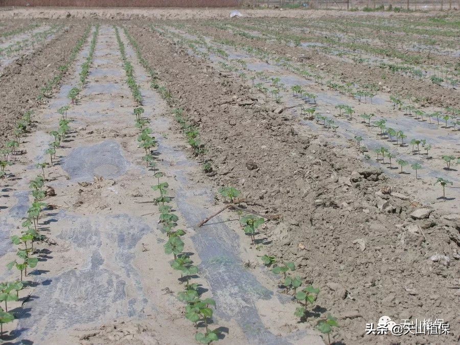 南疆棉田最好的防治方法,南疆棉花膜下滴灌高产栽培技术