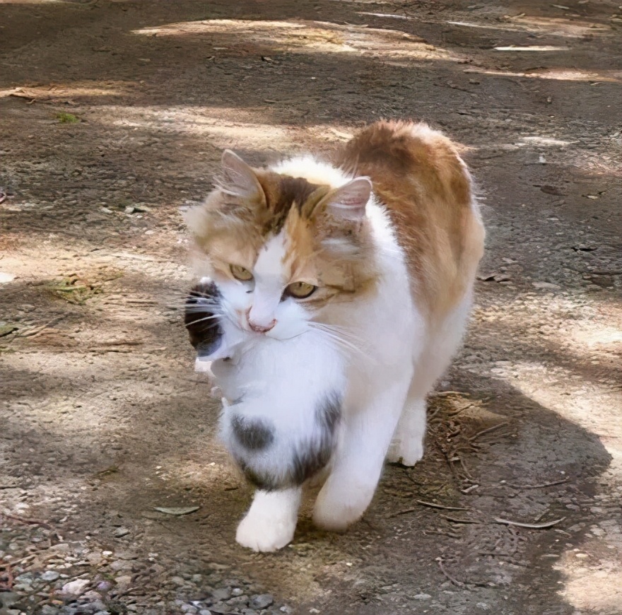 母猫一直叼猫崽是怎么回事,母猫把小猫崽都叼到猫砂盆