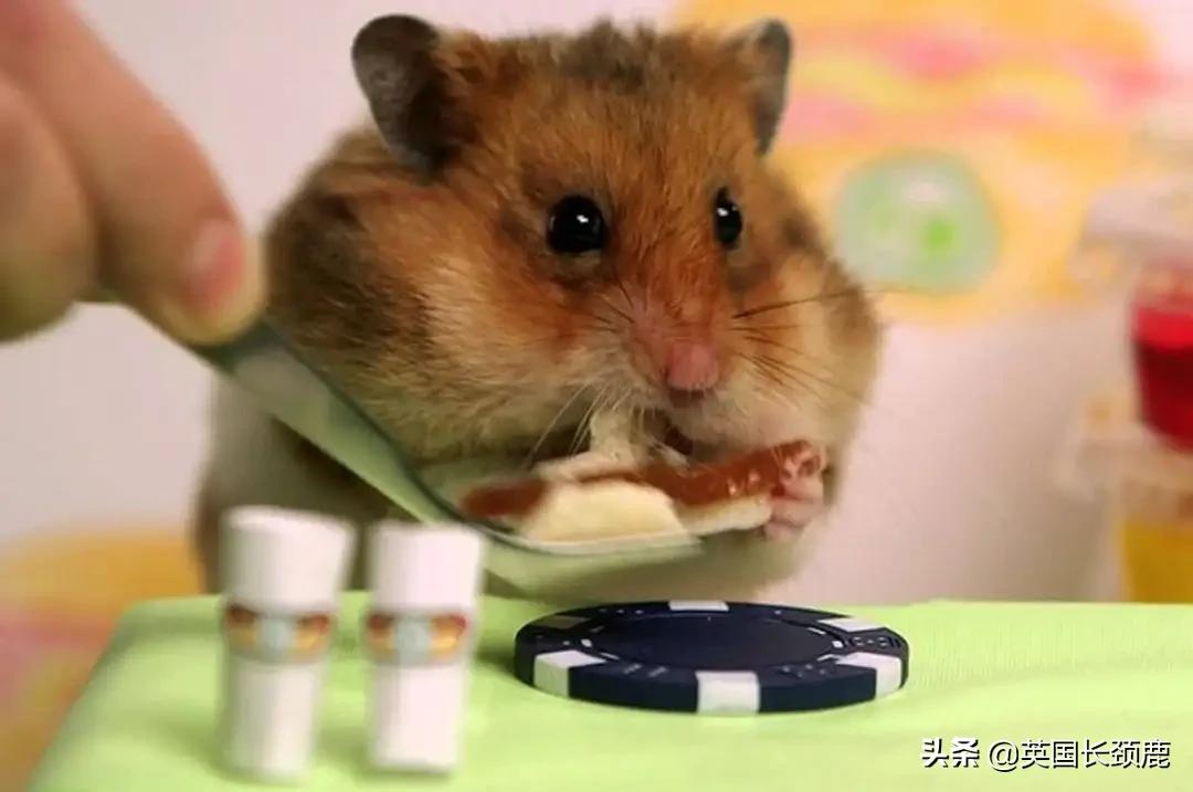 羊驼忧郁症,羊驼抑郁症治疗