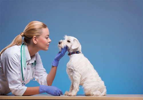 家有爱宠：狗狗尿频带血怎么回事？应该怎么处理？