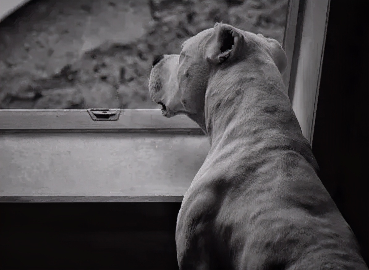 养杜高犬的5大危害你还敢养吗,养杜高犬犯法吗