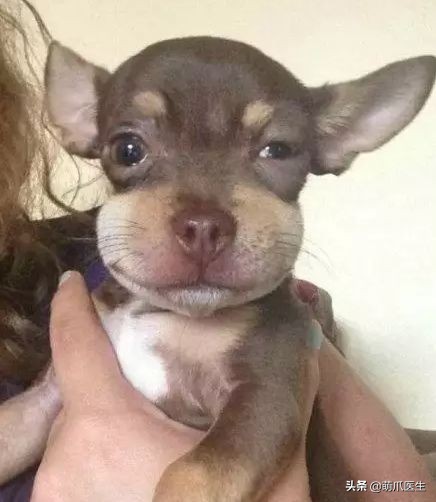 猫咪被蜜蜂蜇了症状怎么办,猫被蜜蜂蜇了怎么办