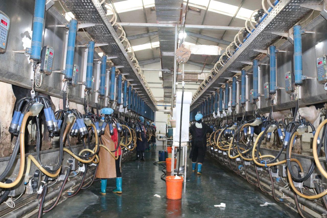 牛人圈里有一个“鲁大师”——访河南惠龙牧业股份有限公司总经理鲁志民