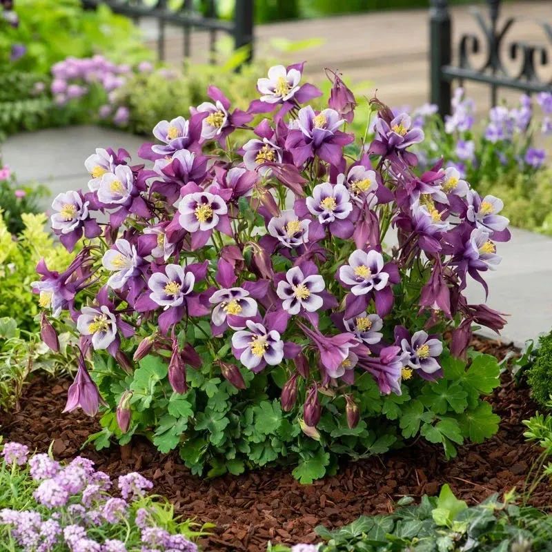 这10种耐旱花2个月不浇水,10种花养不死