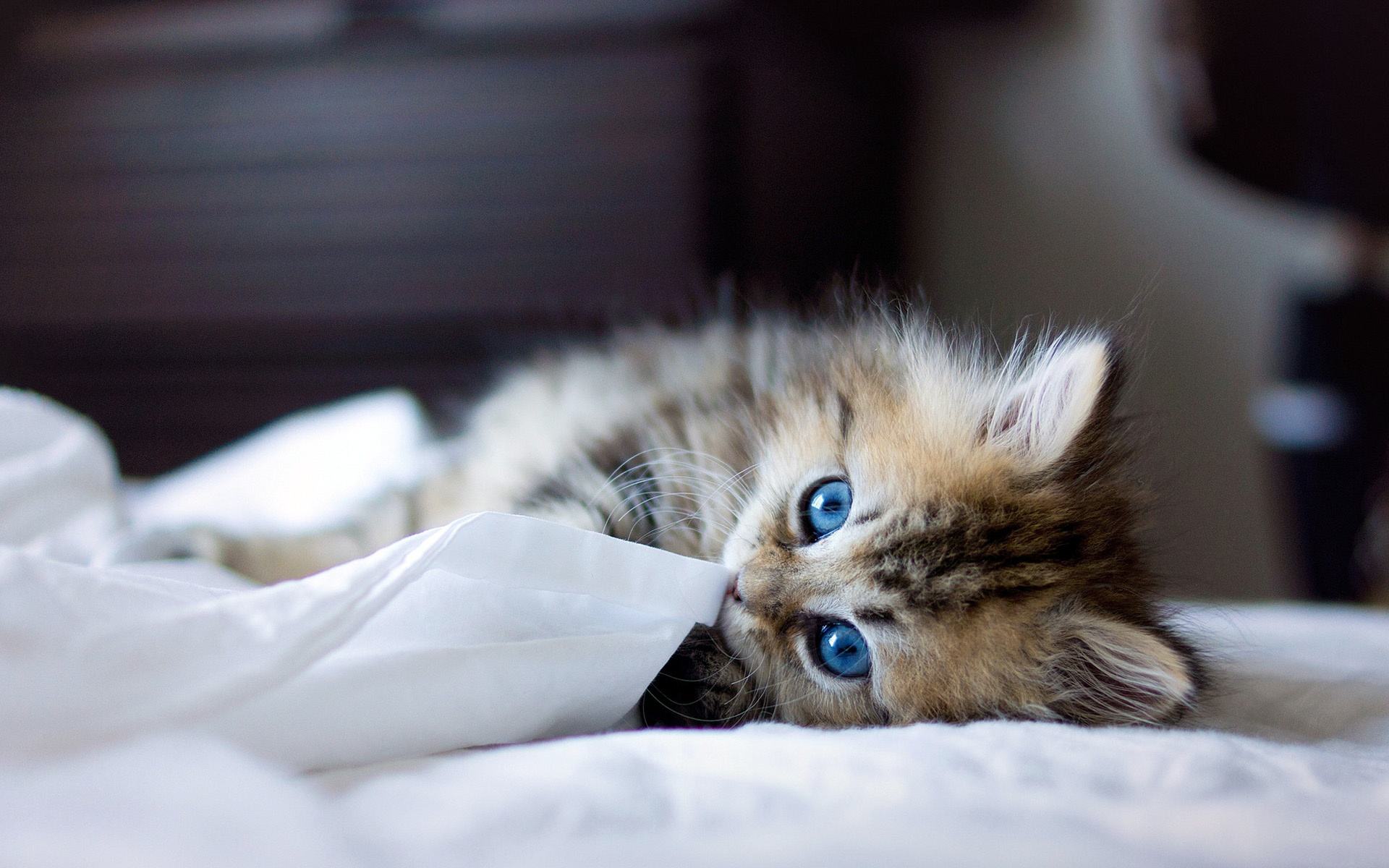 猫咪尿血的原因及解决方法,猫咪尿闭好了后尿血