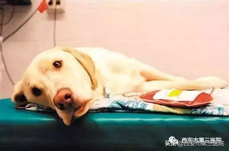 铲屎官的狗是什么品种,狗铲屎官要知道的小知识