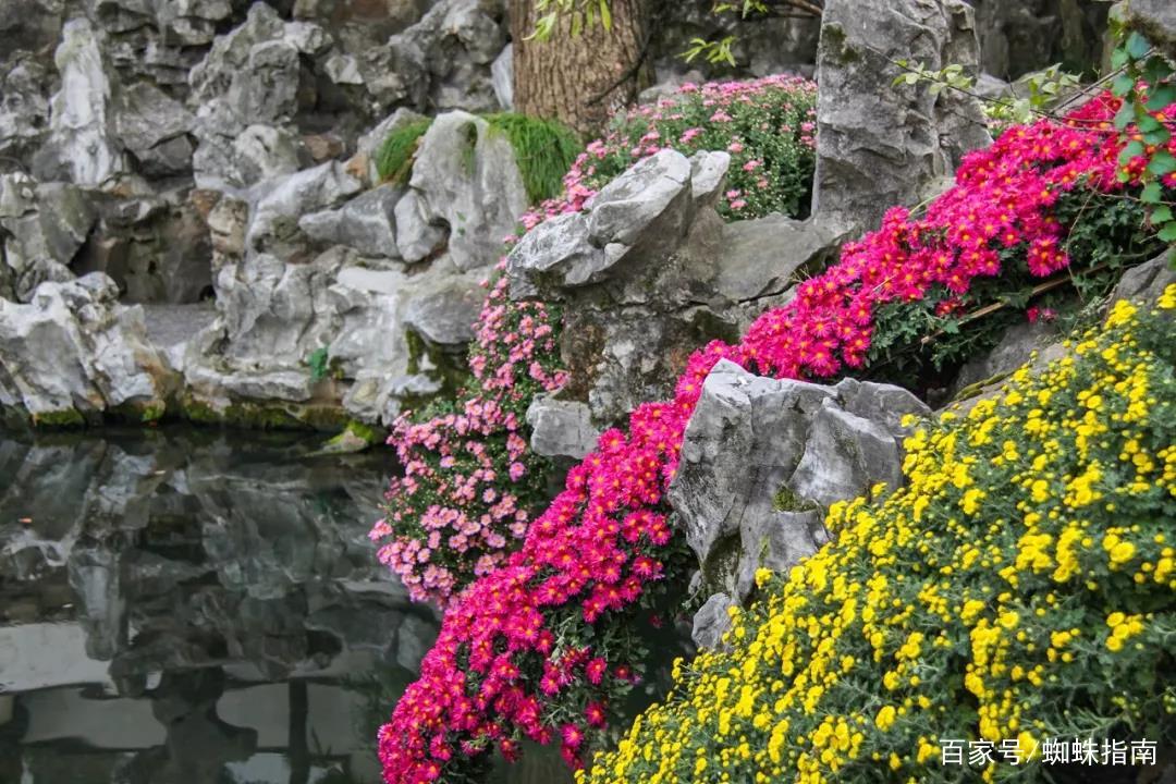 重阳节赏菊花的介绍,赏菊打卡好去处