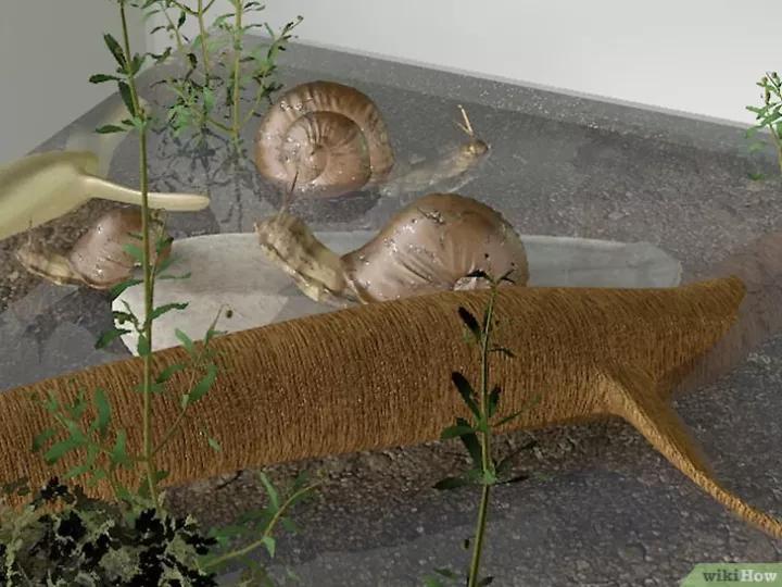 怎么养蜗牛宠物,怎么养野生蜗牛做宠物