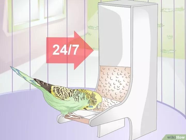 如何喂养虎皮鹦鹉,虎皮鹦鹉人工喂养