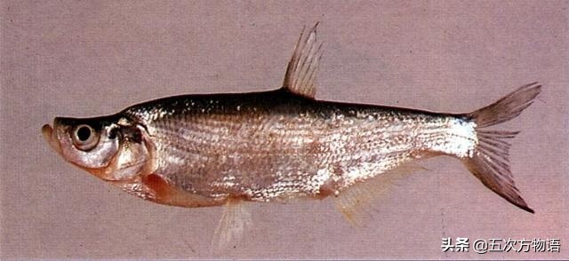 黑龙江特色养殖鱼类,黑龙江名贵鱼种图片