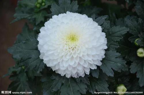 母亲的忌日是自己的生日,母亲的忌日感言