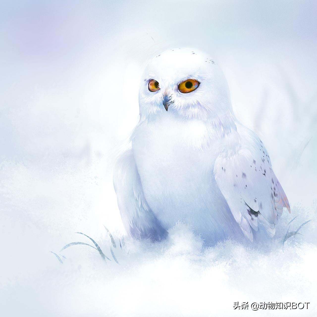 雪鸮呆萌图片,短耳雪鸮