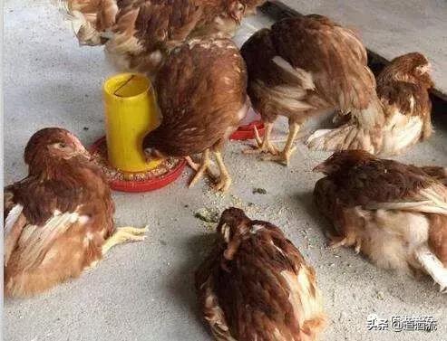 鸡中暑的症状及治疗方法视频,蛋鸡中暑用什么药恢复产蛋率