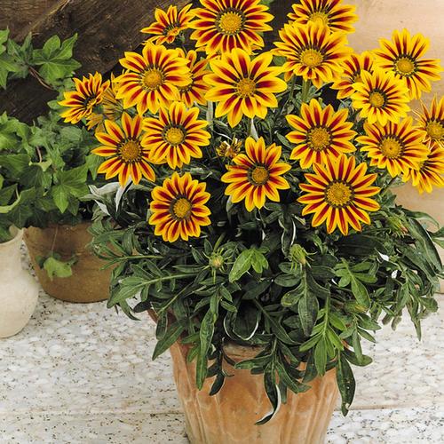 养盆“假太阳”，各色“小勋章”，这种菊花忒漂亮，假花一样