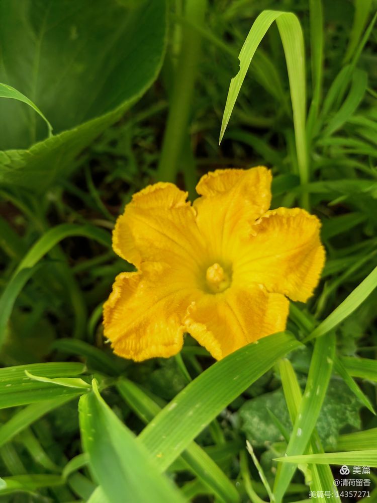 散文:黄黄的瓜花儿