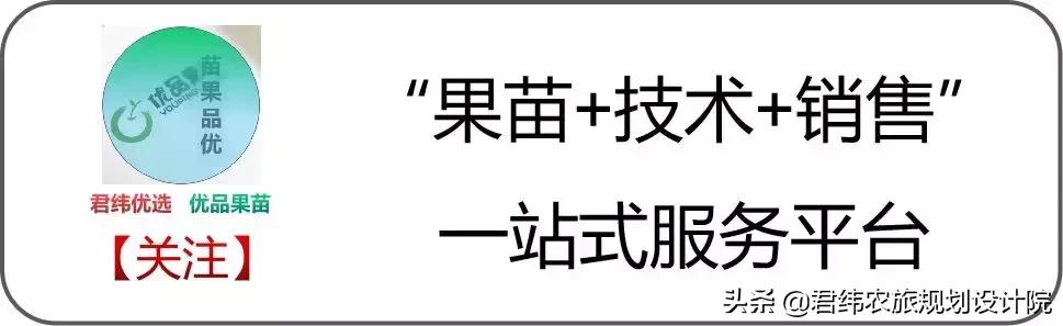 精品水果盘点,好吃又好养的水果