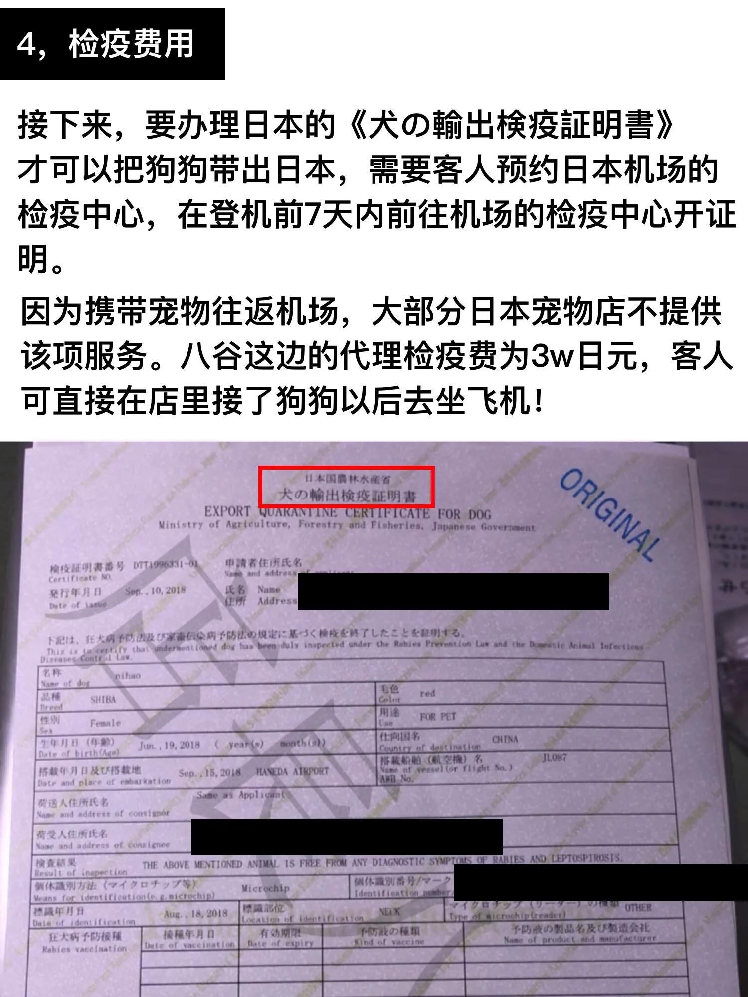 在日本买柴犬价格攻略！店长八谷监制