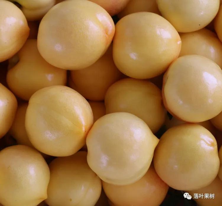 中国桃产业转型升级,桃产业转型升级的思考