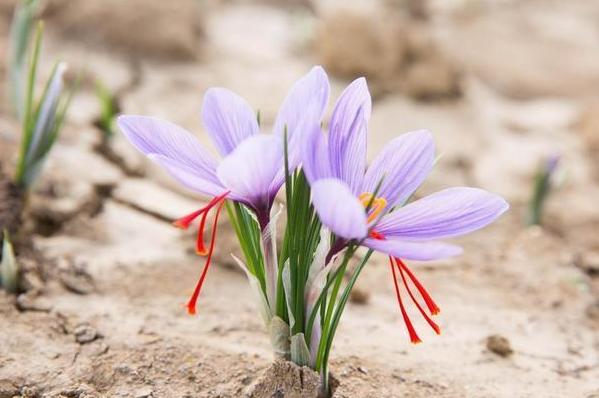 藏红花开花样子,藏红花有开黄色的花吗